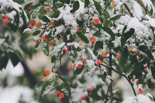 snow shallow focus photography of trees filled of snow winter
