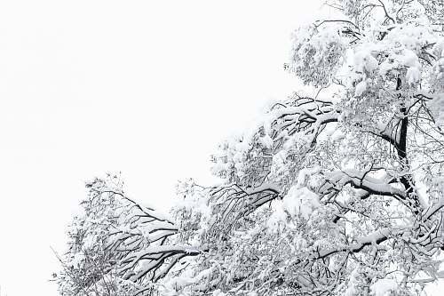 outdoors snow covered tree during daytime ice
