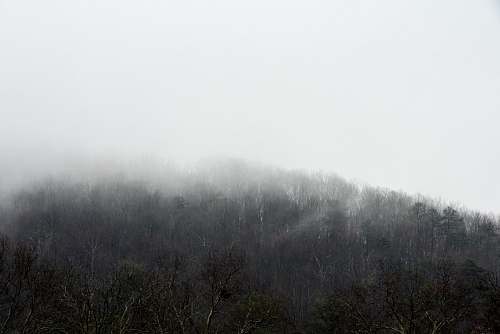 black-and-white snow-covered trees weather