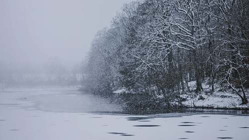 grey trees covered by snow during winter season snow