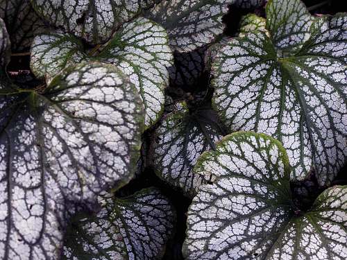 plant white and green leafed plants veins