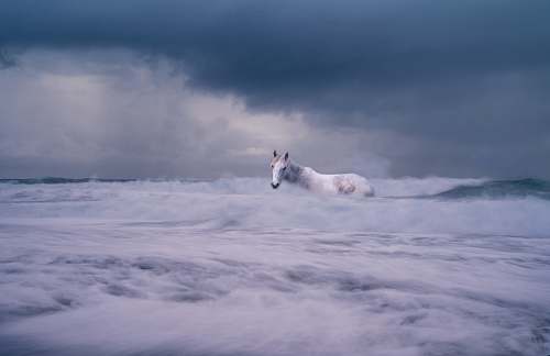 outdoors white horse on body of water sea