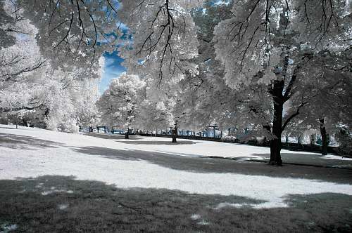 landscape white leafed trees surrounded with grass fields trees