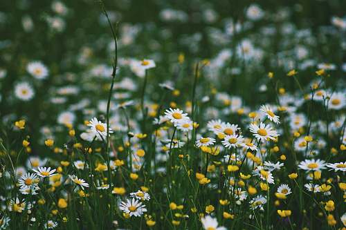 Flowers Daisy Field Images Pictures And Free Stock Photos