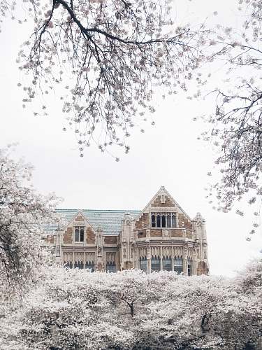 snow brown and gray house near trees frost