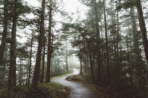 forest curved road surrounded with tall trees tree