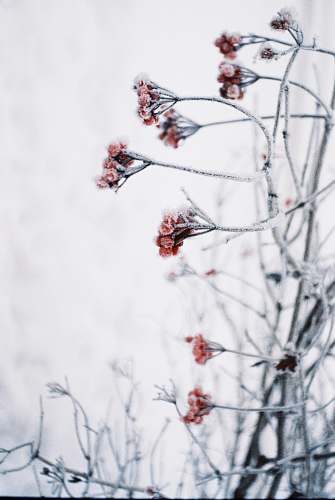 nature Flower ice