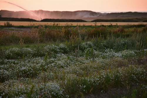 field white flowering plants during daytime grassland