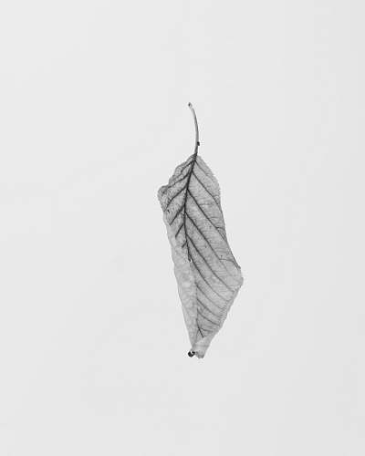 white grayscale of leaf black-and-white