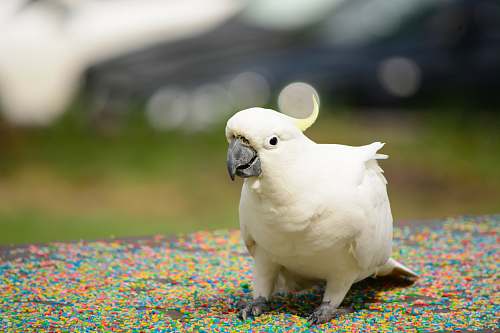 animal white and yellow cockatiel cockatoo