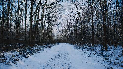plant empty snowy road between trees ground