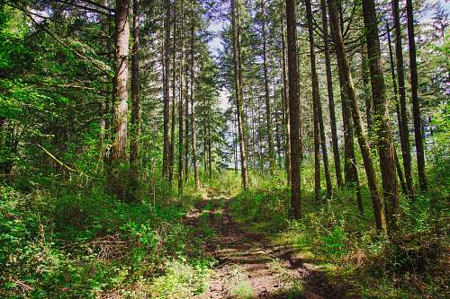 trail trees on forest during daytime tree