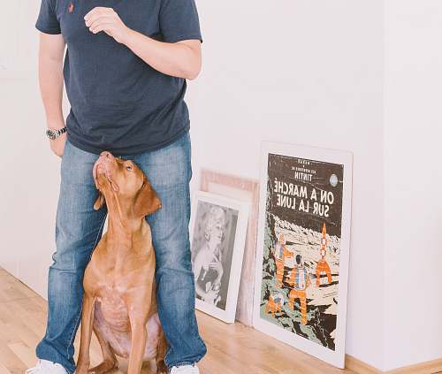 person man in front of dog human