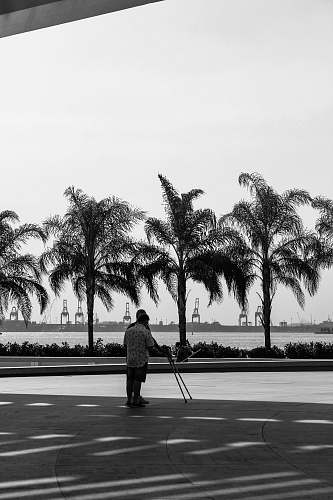 human person near trees and sea during day black-and-white