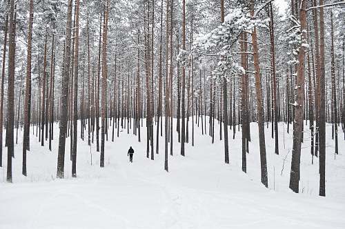 trees person walking on field of snow snow