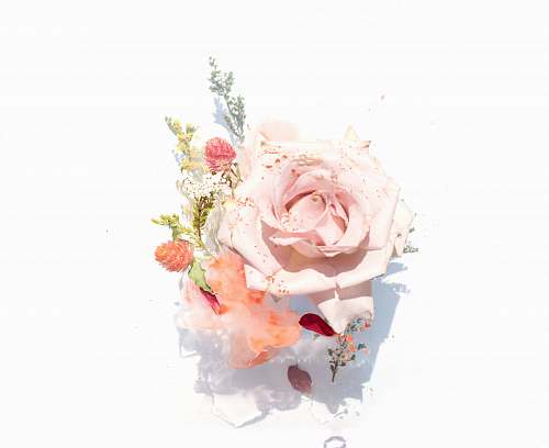 human pink roses illustration flower
