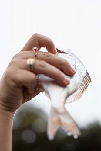 human silver fish fish