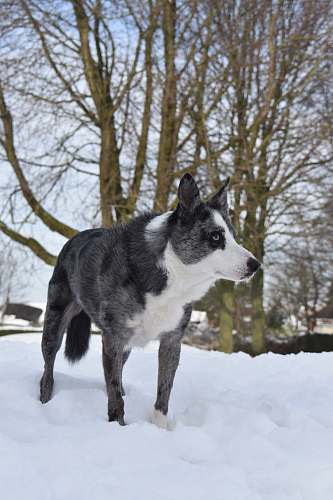 dog black and white dog standing on snow canine