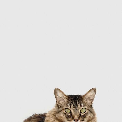 animal brown and white tabby cat cat
