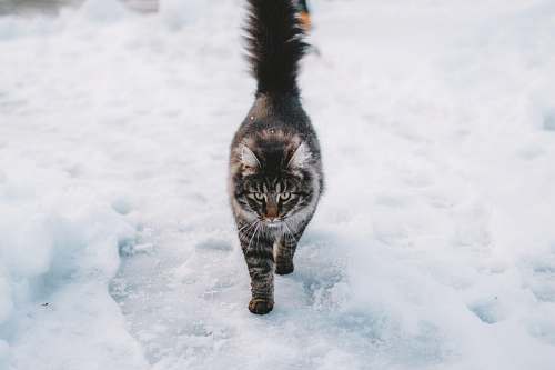 cat brown maine coon cat norway