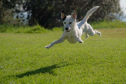 dog dog jumping on lawn during daytime canine