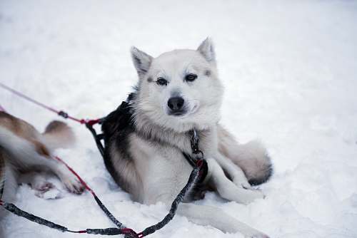 dog white and black dog lying on snow husky