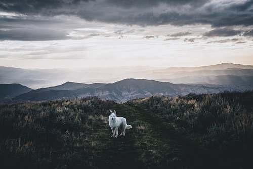animal white dog on grass field under dark clouds white dog