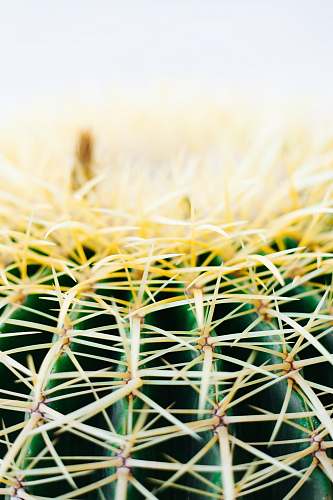 cactus  white