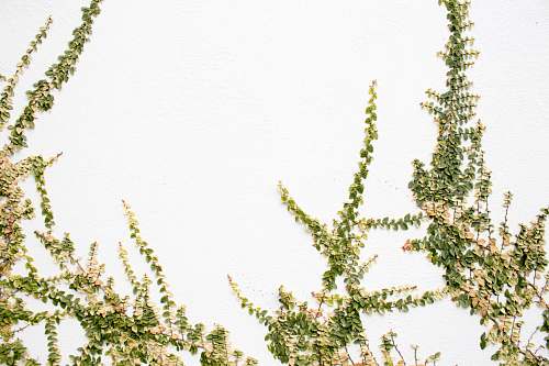 ivy  flora
