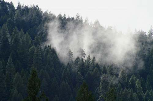 tree  grey