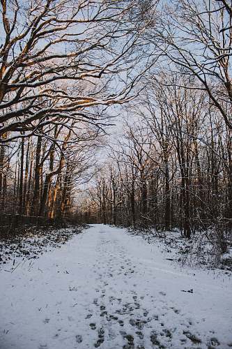 ground bare trees on snow covered road forest