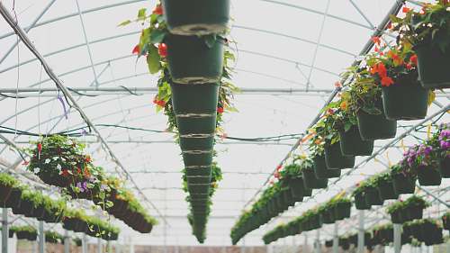 roof black seedling pots during daytime vase