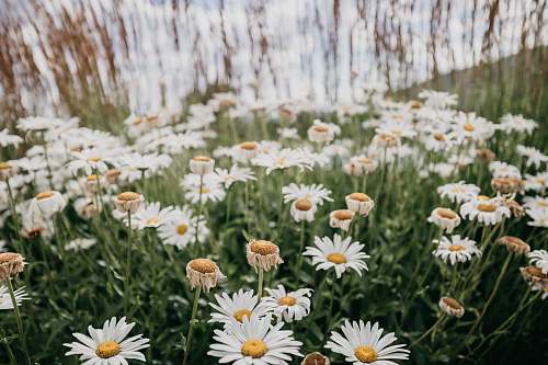 blossom blooming white and yellow daisy flowers daisies