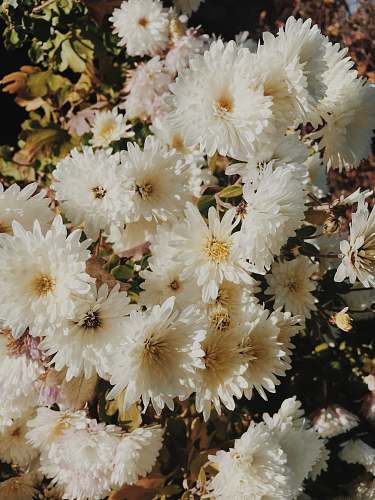 flower bouquet of white daisy flowers flowers