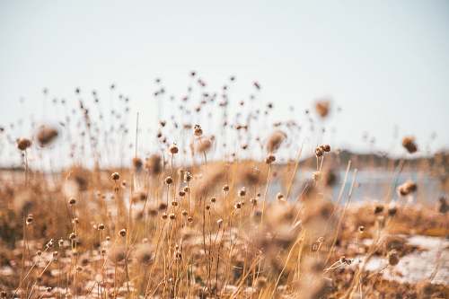 food brown grass grass