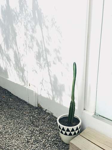 aloe cactus plant in vase jl. untung suropati no.82