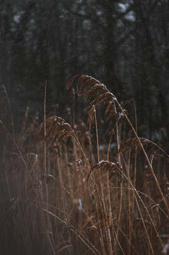 grass close-up photo of waving grasses lawn