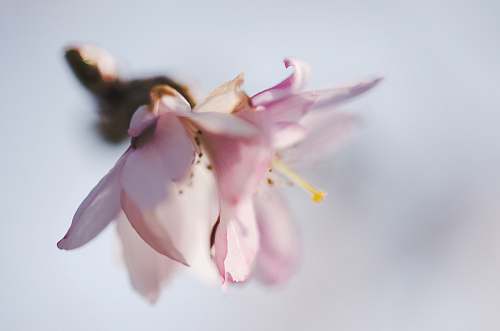 flower close up photography of pink petaled flower blossom
