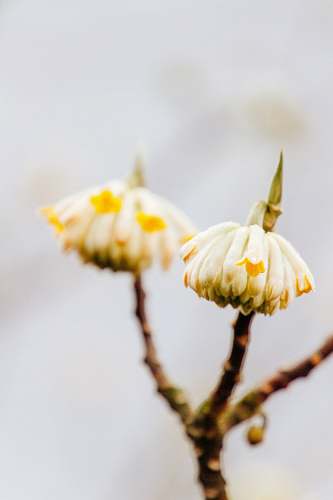 flower close-up photography of white flowers pollen