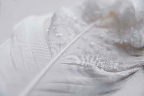 grey closeup photo of feather leaf