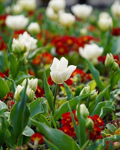flower closeup photo of white petaled flowers blossom