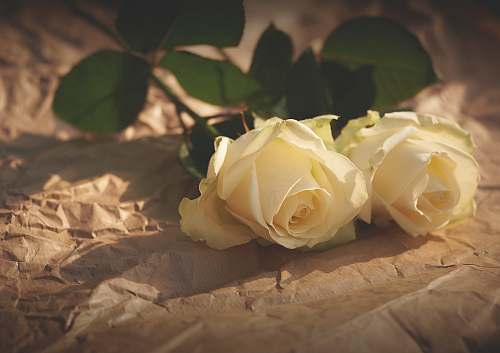 flower closeup photo of white roses rose