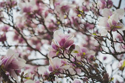 flower closeup photography of purple-petaled flower blossom
