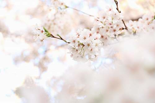 flower closeup photography white cherry blossoms blossom