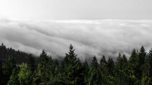 abies cloudy sky above the trees fir