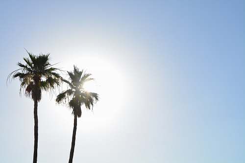 tree coconut trees arecaceae