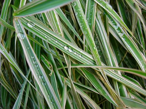 grass dew on linear leafed grass agavaceae
