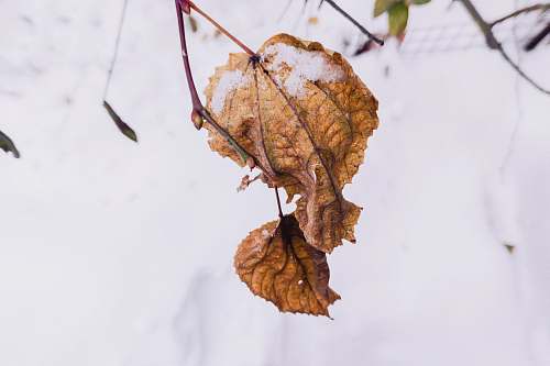 leaf dried brown leaves brown