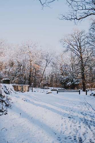 abies field covered with snow and park view fir