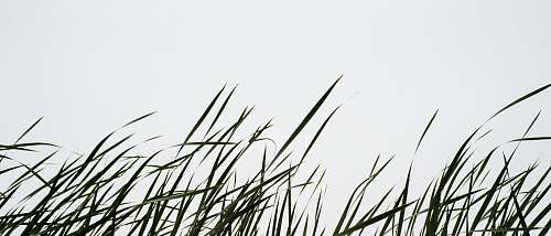 grass field of linear leafed plants lawn